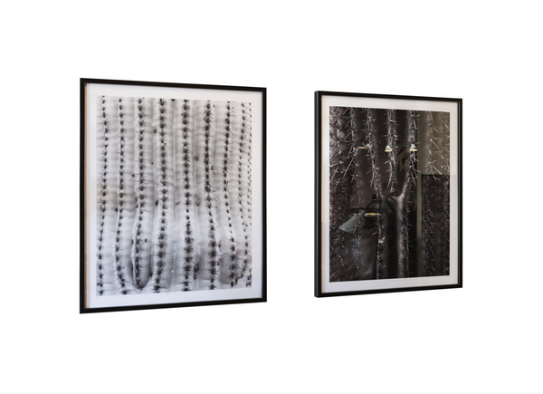Limited Edition Prints from Desert Bellows, A Saguaro Series by Andrew Johnson